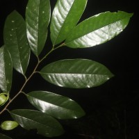 Goniothalamus thwaitesii Hook.f. & Thomson