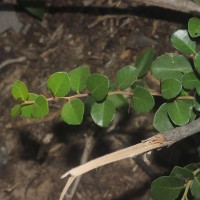 Gymnosporia emarginata (Willd.) Thwaites