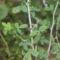 Indigofera trita L.f.
