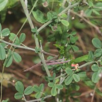 Indigofera trita L.f.
