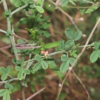 <i>Indigofera trita</i>  L.f.