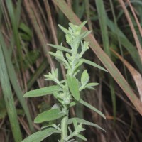 Laggera alata (DC.) Sch.Bip. ex Oliv.