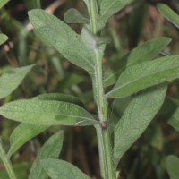 Laggera alata (DC.) Sch.Bip. ex Oliv.