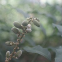 Lepisanthes erecta (Thwaites) Leenh.