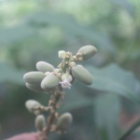 Lepisanthes erecta (Thwaites) Leenh.