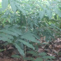 Lepisanthes erecta (Thwaites) Leenh.