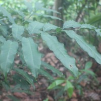 Lepisanthes erecta (Thwaites) Leenh.