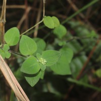 Neanotis monosperma (Wight & Arn.) W.H.Lewis