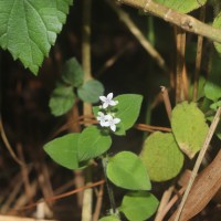 Neanotis monosperma (Wight & Arn.) W.H.Lewis