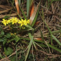 Senecio ludens C.B.Clarke