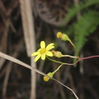Senecio ludens C.B.Clarke