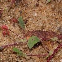 <i>Indigofera glabra</i>  L.