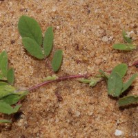 Indigofera glabra L.
