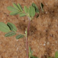 Indigofera glabra L.