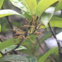 Palaquium cf. canaliculatum 
