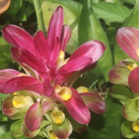Curcuma zedoaria (Christm.) Roscoe
