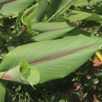 Curcuma zedoaria (Christm.) Roscoe