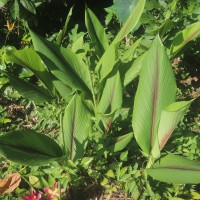 Curcuma zedoaria (Christm.) Roscoe