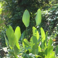 Phrynium pubinerve Blume