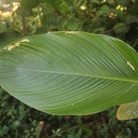 Phrynium pubinerve Blume