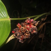 Phrynium pubinerve Blume