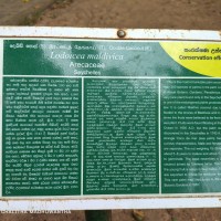 Lodoicea maldivica (J.F.Gmel.) Pers.