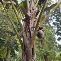 Lodoicea maldivica (J.F.Gmel.) Pers.