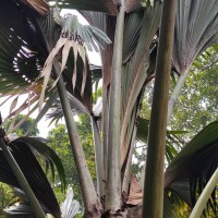 Lodoicea maldivica (J.F.Gmel.) Pers.