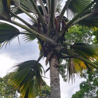 Lodoicea maldivica (J.F.Gmel.) Pers.