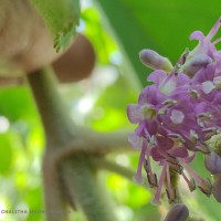 Callicarpa tomentosa (L.) L.