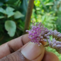 Callicarpa tomentosa (L.) L.