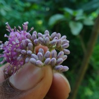 Callicarpa tomentosa (L.) L.