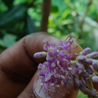 Callicarpa tomentosa (L.) L.