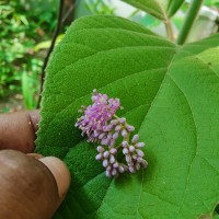 Callicarpa tomentosa (L.) L.