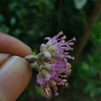 Callicarpa tomentosa (L.) L.