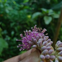 Callicarpa tomentosa (L.) L.