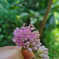 Callicarpa tomentosa (L.) L.