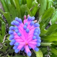 Aechmea gamosepala Wittm.