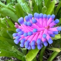 Aechmea gamosepala Wittm.