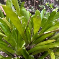 Aechmea gamosepala Wittm.