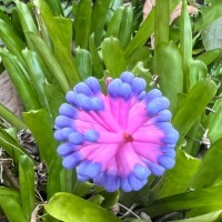 Aechmea gamosepala Wittm.