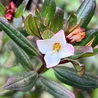 Osbeckia rheedei Gardner ex Thwaites