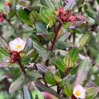 Osbeckia rheedei Gardner ex Thwaites