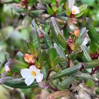 Osbeckia rheedei Gardner ex Thwaites