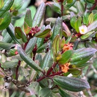 Osbeckia rheedei Gardner ex Thwaites