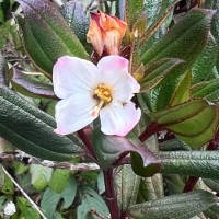 Osbeckia rheedei Gardner ex Thwaites