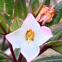 Osbeckia rheedei Gardner ex Thwaites