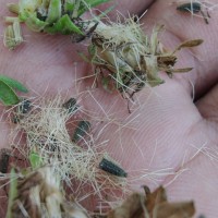 Baccharoides anthelmintica (L.) Moench