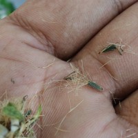 Baccharoides anthelmintica (L.) Moench