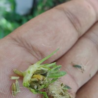 Baccharoides anthelmintica (L.) Moench